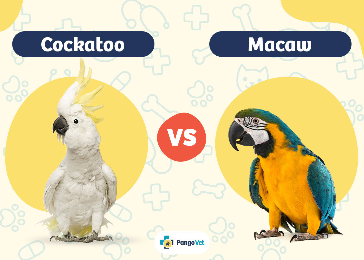 PangoVet_Cockatoo vs Macaw