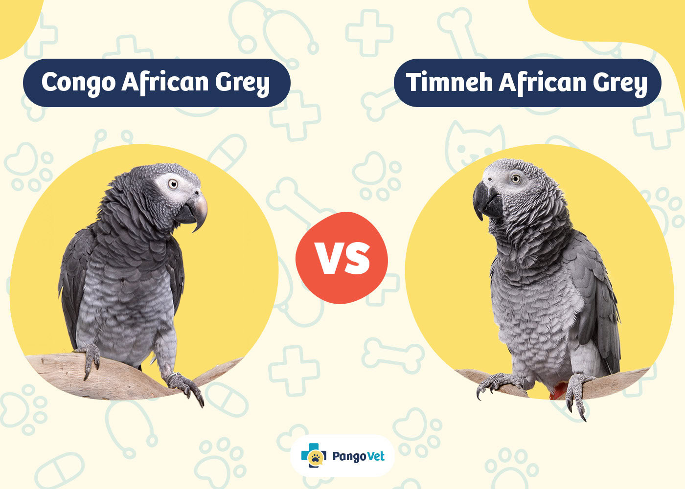 PangoVet_Congo African Grey vs Timneh African Grey