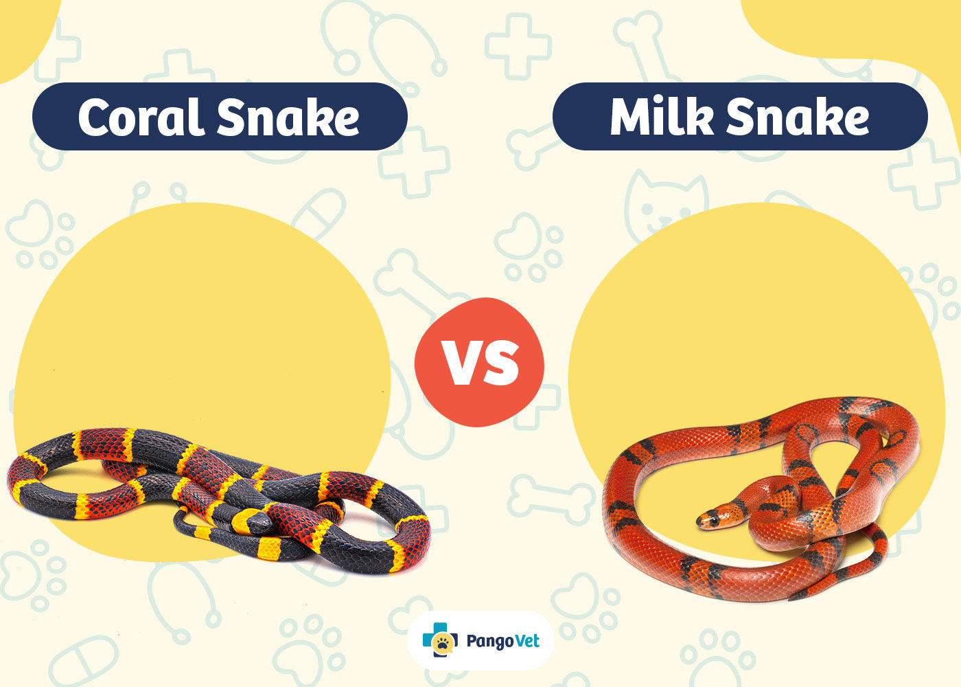 PangoVet_Coral Snake vs Milk Snake