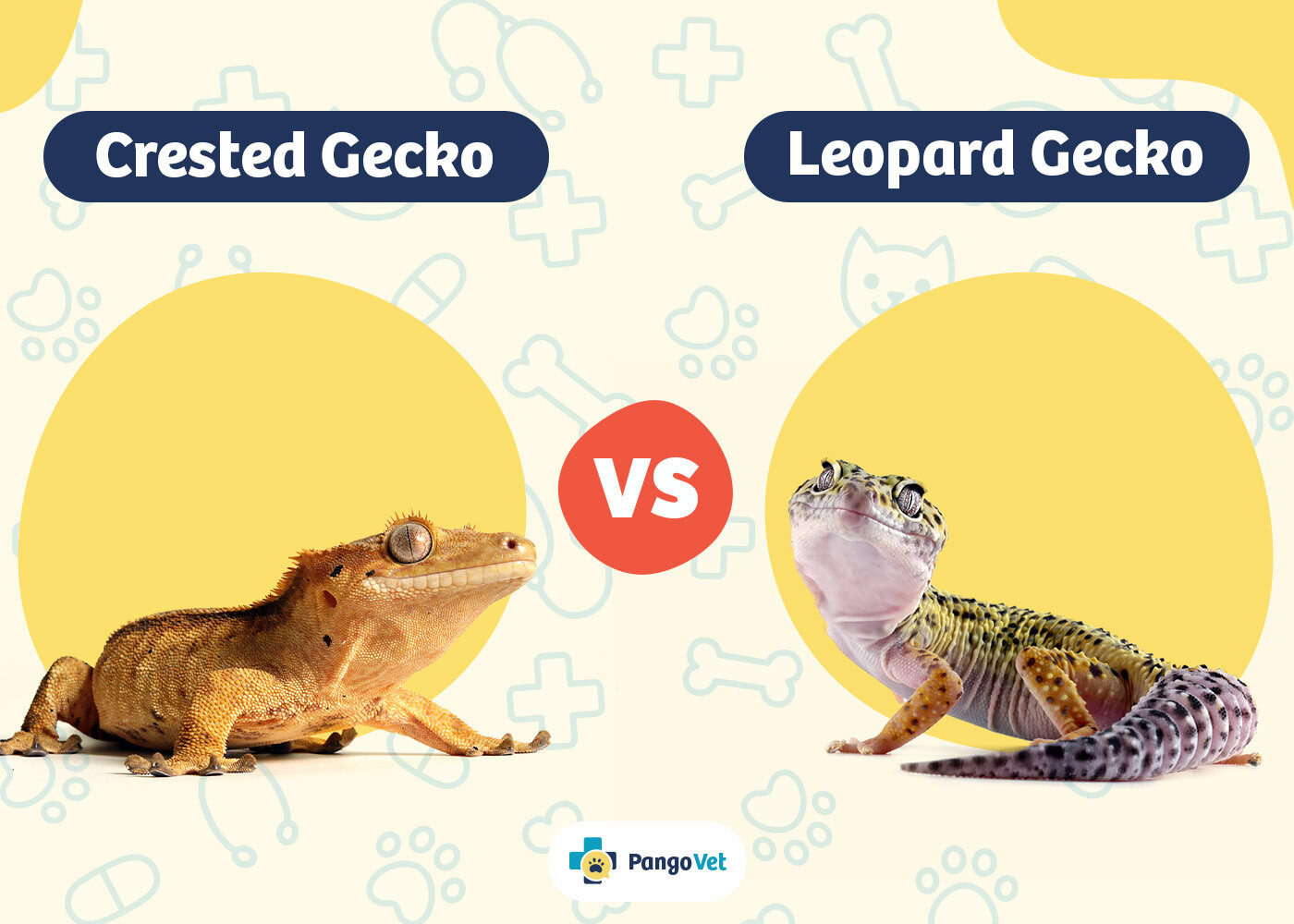 PangoVet_Crested Gecko vs Leopard Gekko