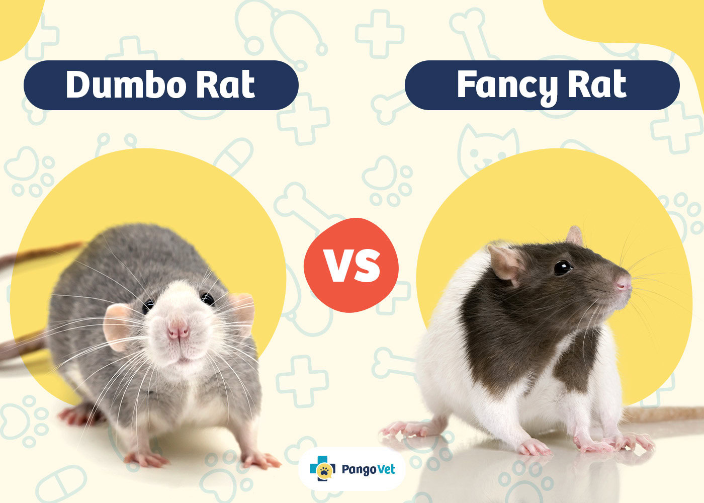 PangoVet_Dumbo Rat vs Fancy Rat