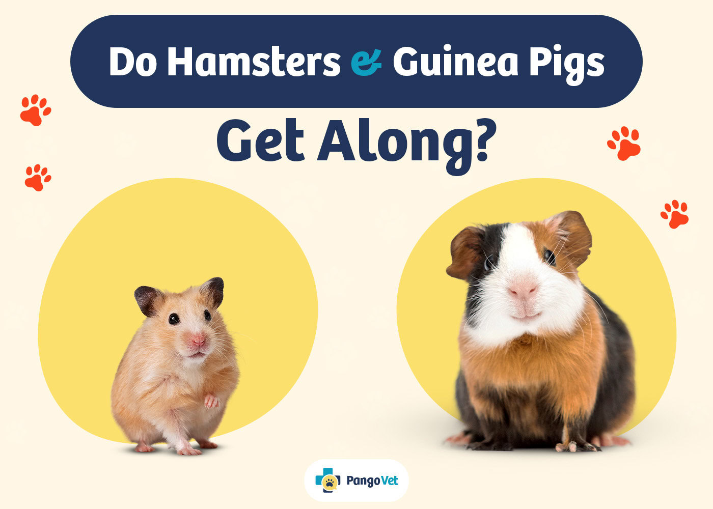 PangoVet_Hamsters & Guinea Pigs Get Along_v1_Aug 9 2024