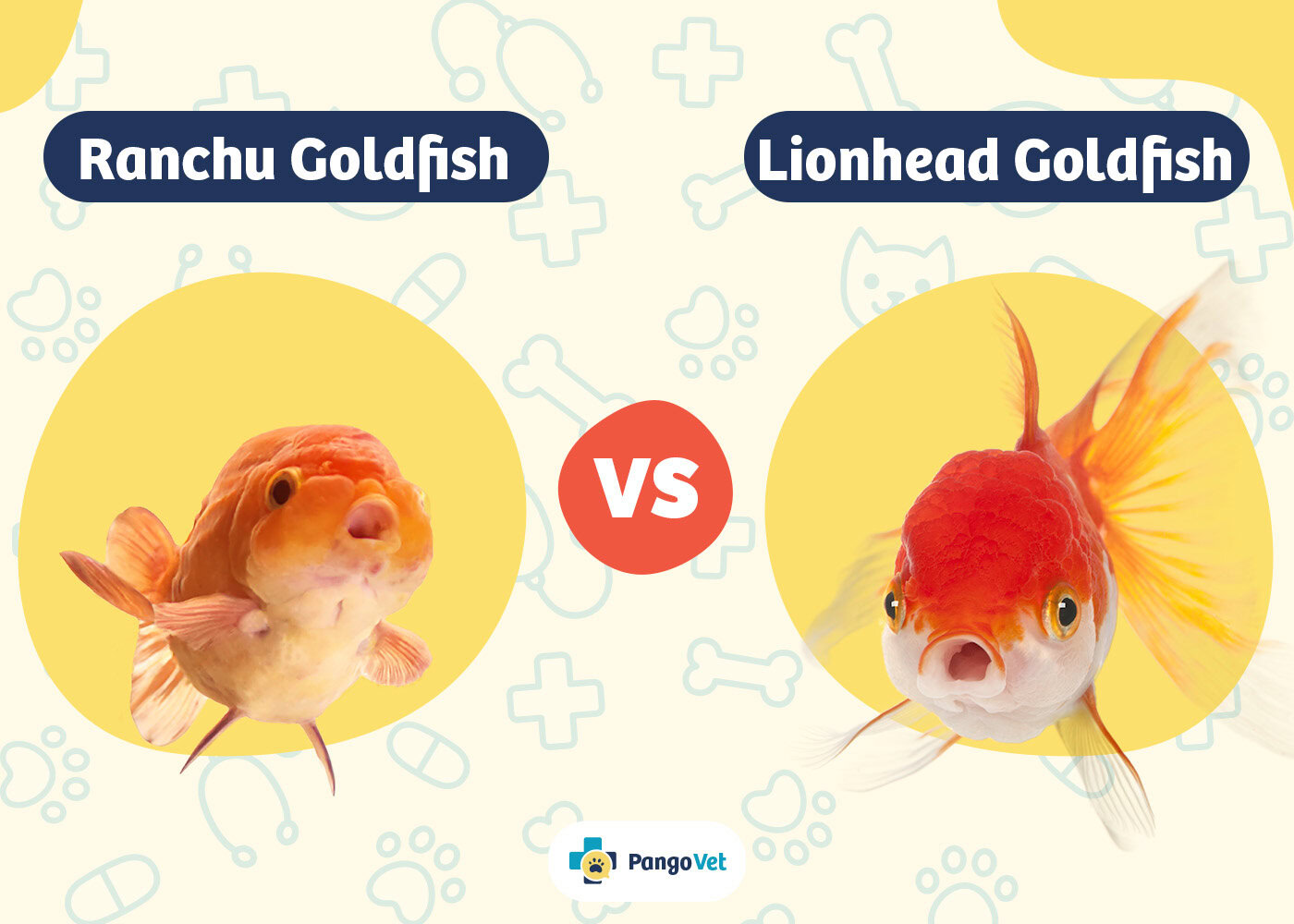 PangoVet_Ranchu Golfish vs Lionhead Goldfish