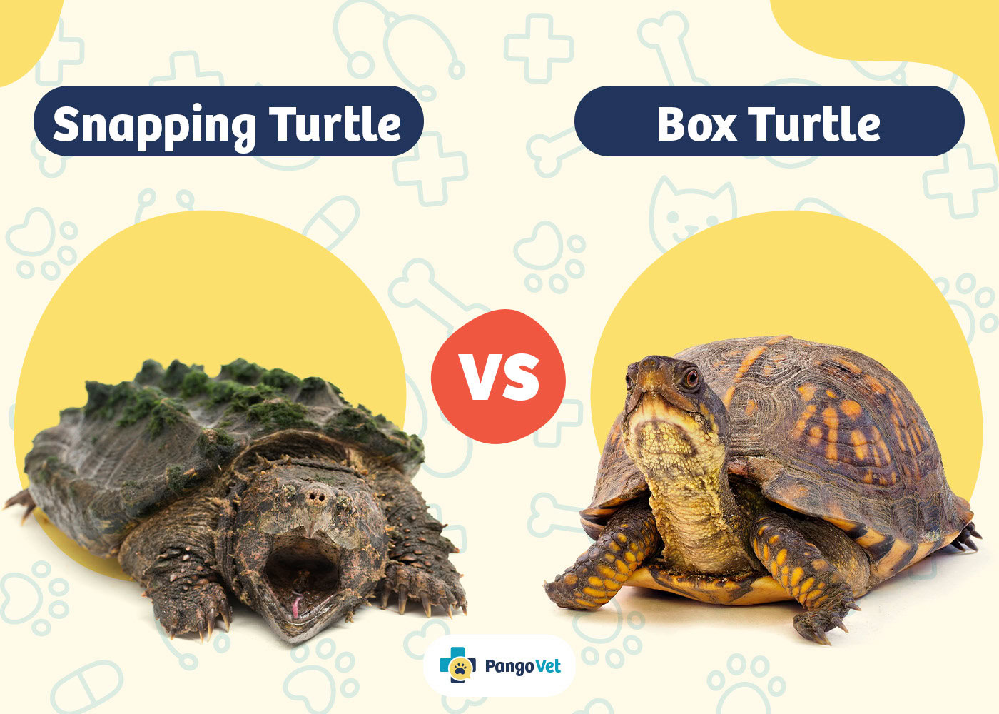 PangoVet_Snapping Turtle vs Box Turtle
