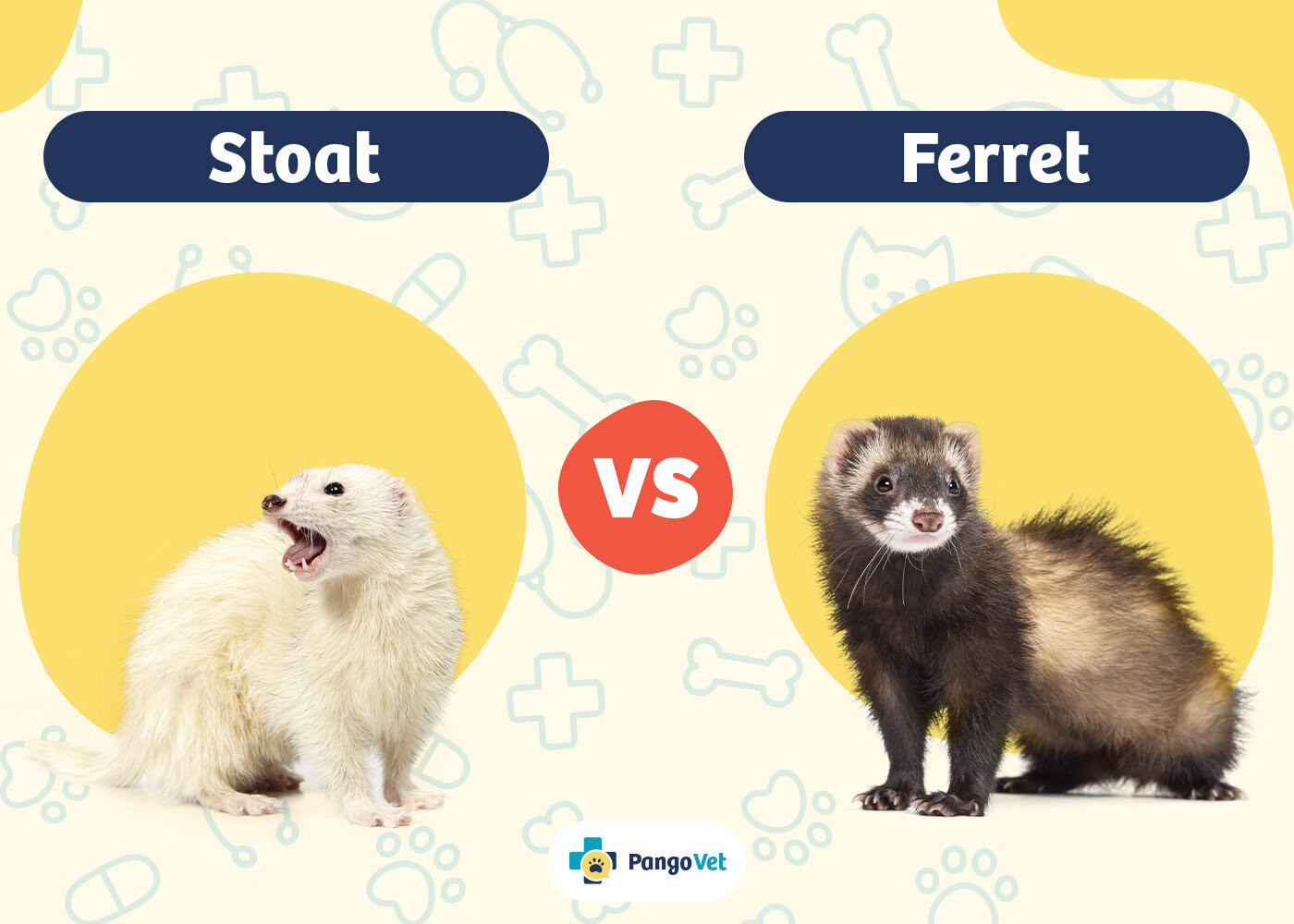 PangoVet_Stoat vs Ferret