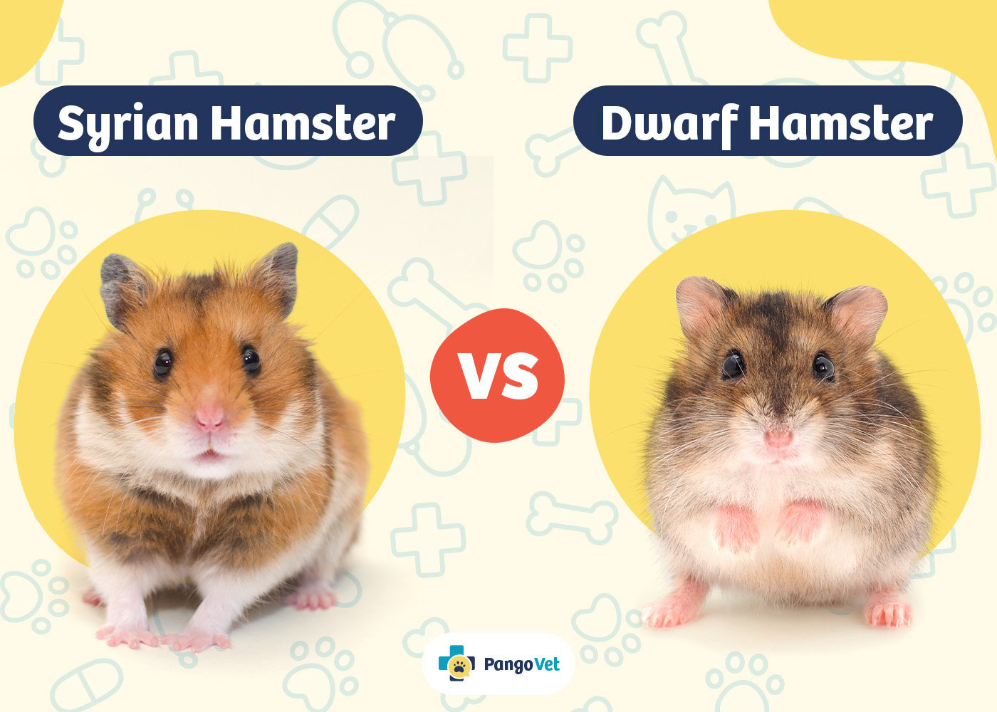 PangoVet_Syrian Hamster vs Dwarf Hamster