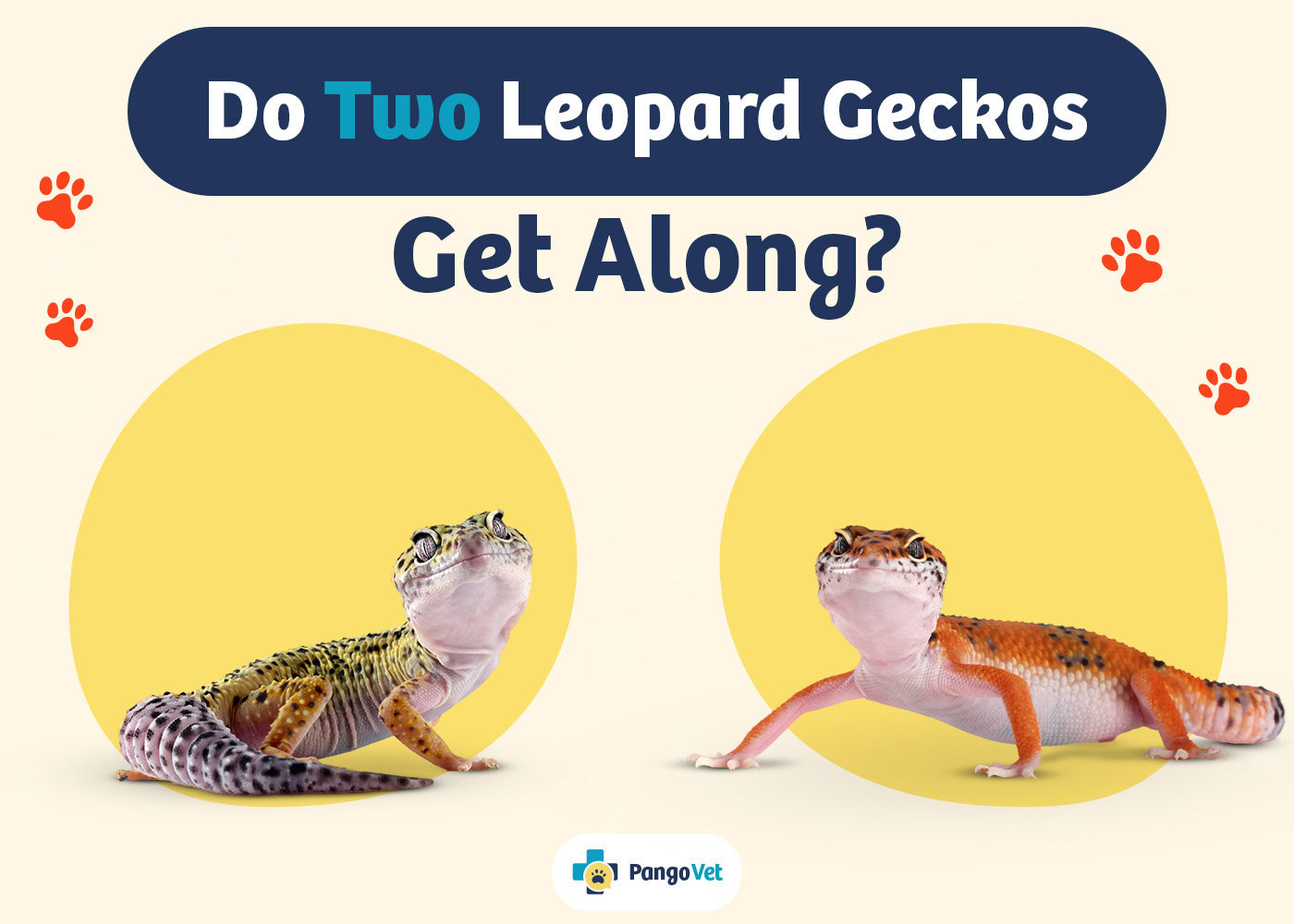 PangoVet_Two Leopard Geckos Get Along_v1_Aug 9 2024