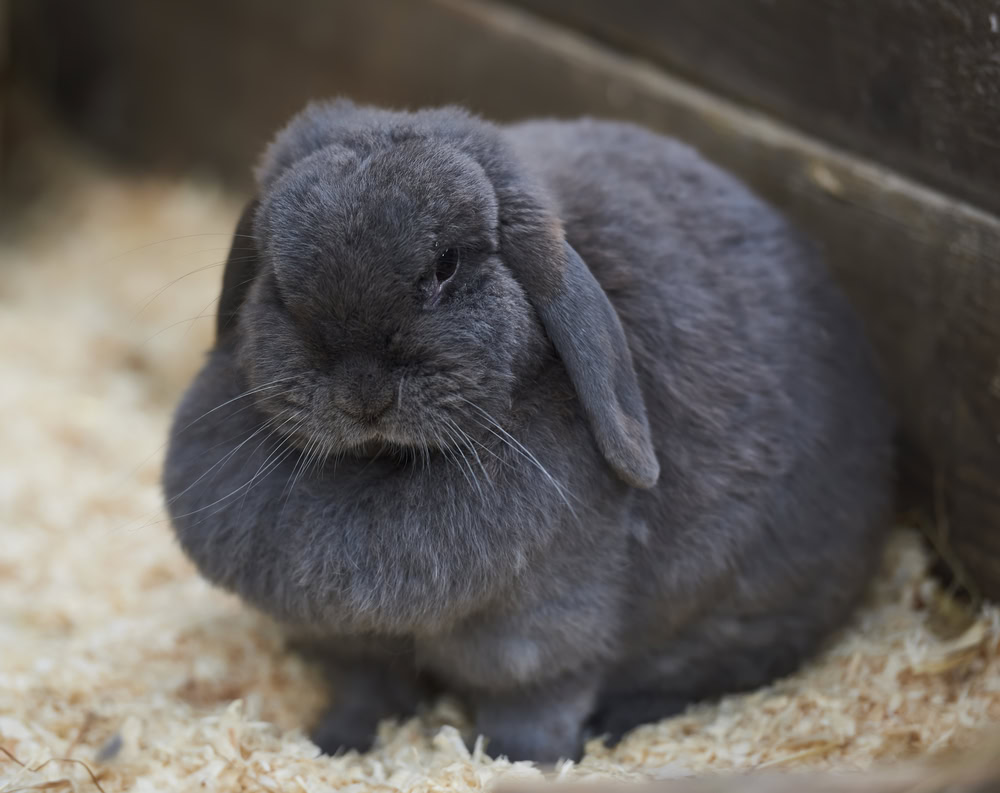 Sleepy Grey Dewlap Rabbit