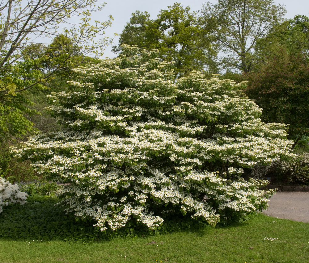 Viburnum