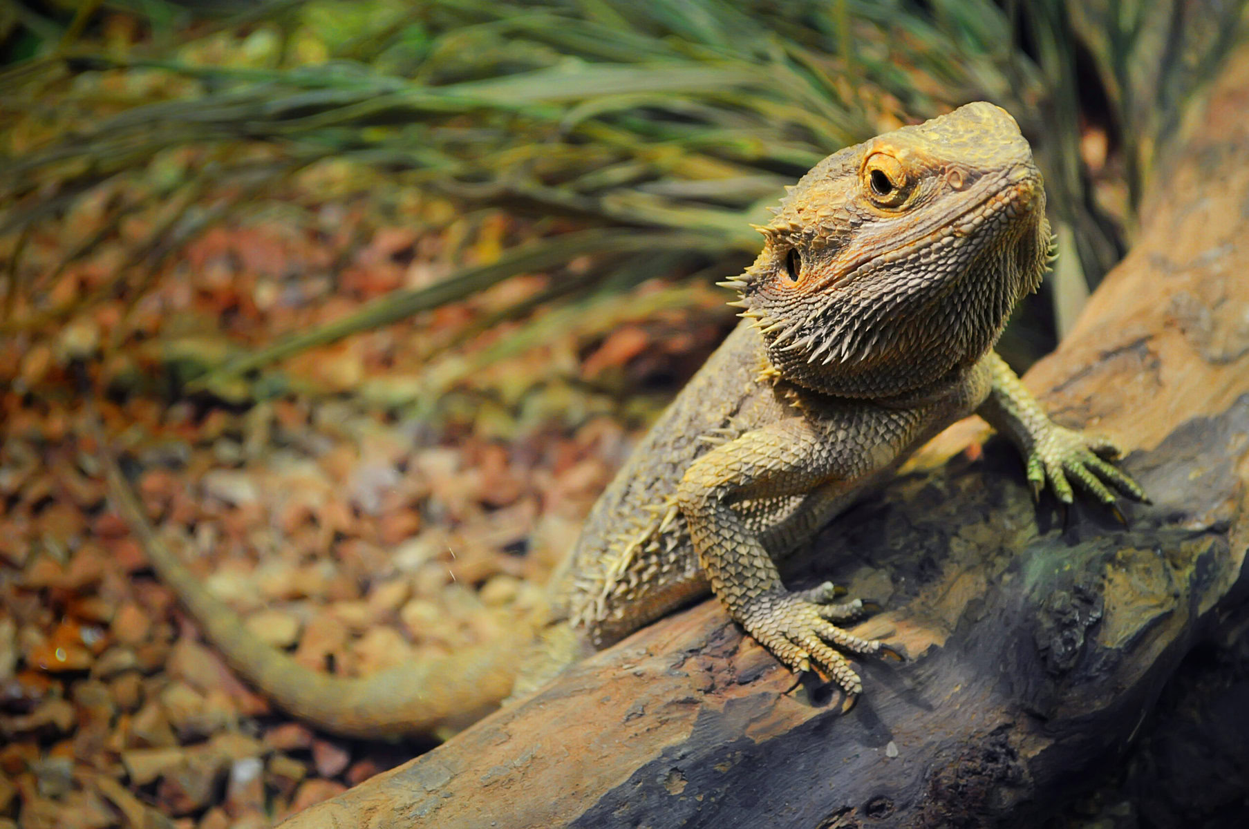 bearded dragon leaning against the log in a terarrium