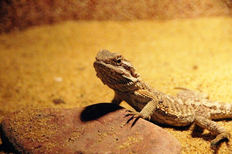 central-bearded-dragon
