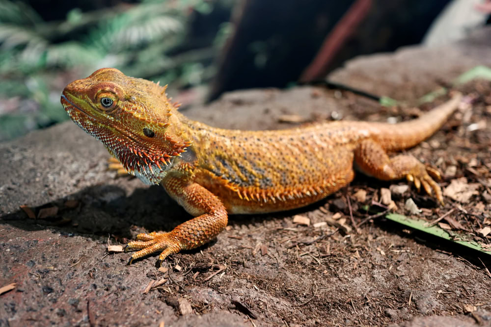 Central-Bearded-Dragon