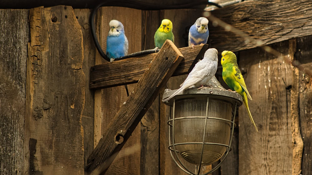 cockatiel and budgie birds in the cage