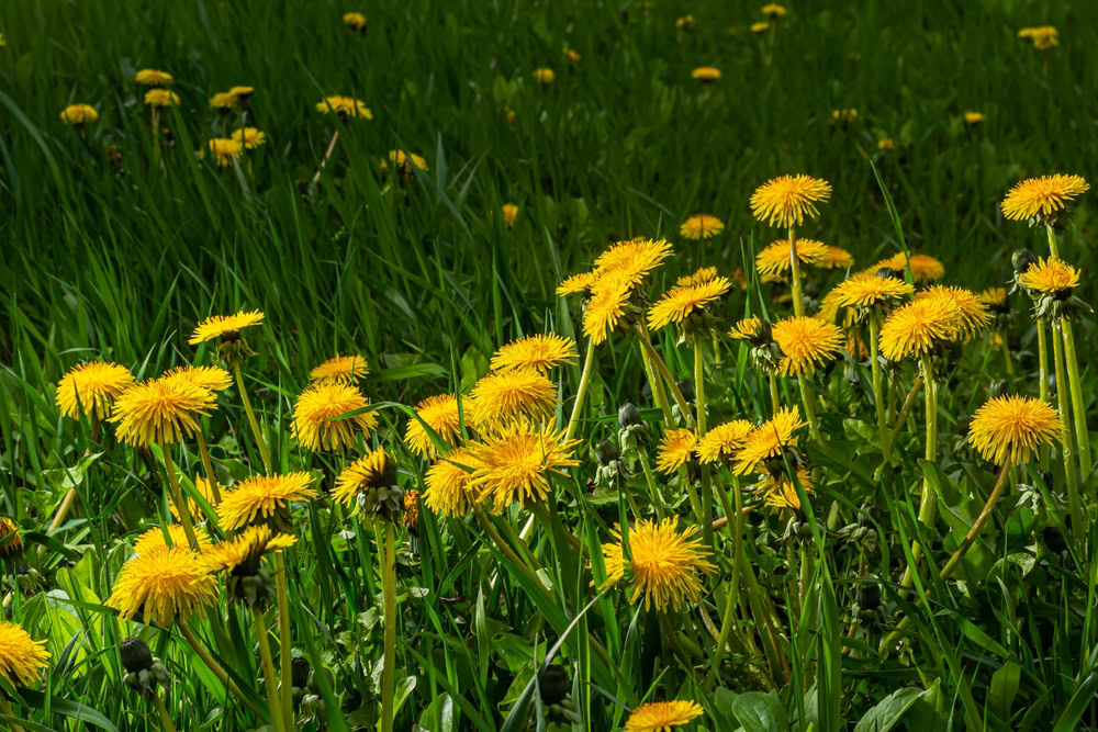 dandelion field 