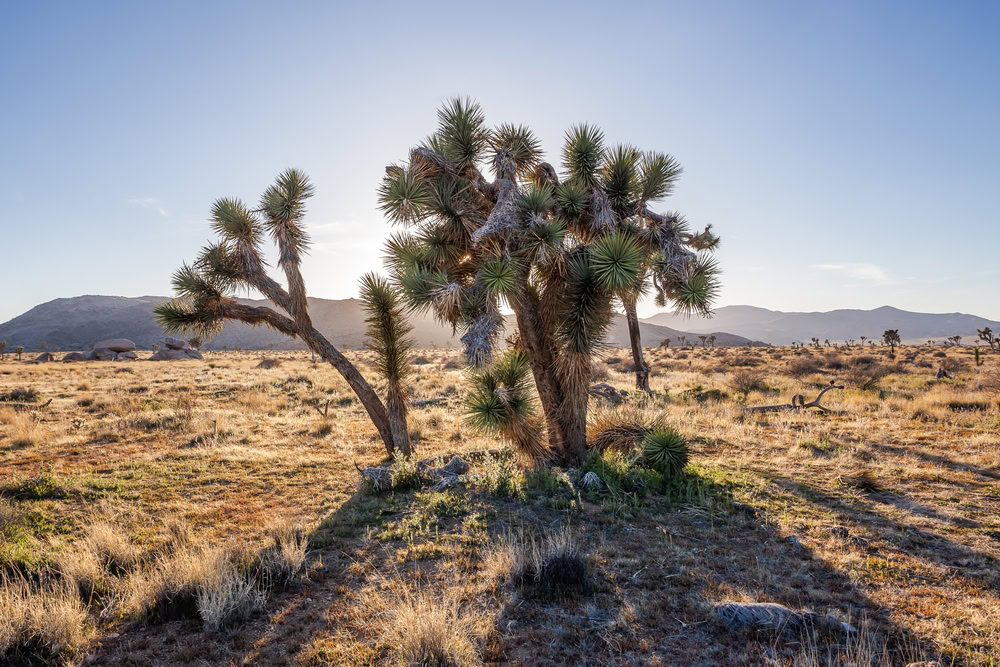 Joshua tree california, yucca tree
