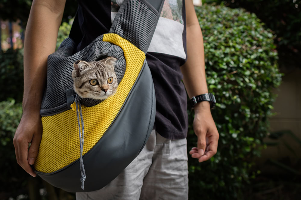 man carrying cat on sling carrier