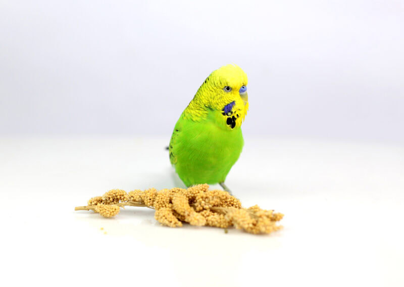 parakeet bird in white background