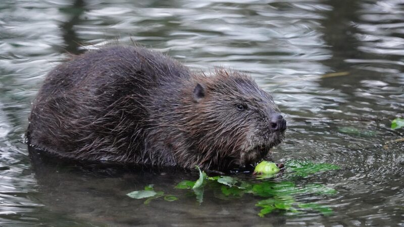 beaver in the water