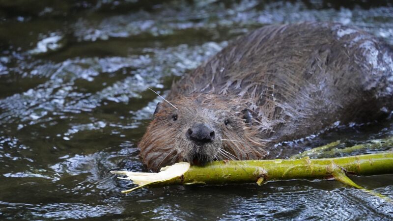 beaver biting a stick
