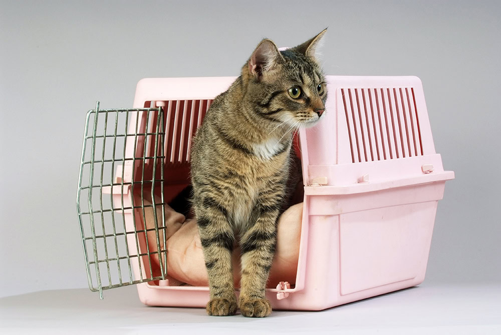 Tabby cat inside a pink hard carrier