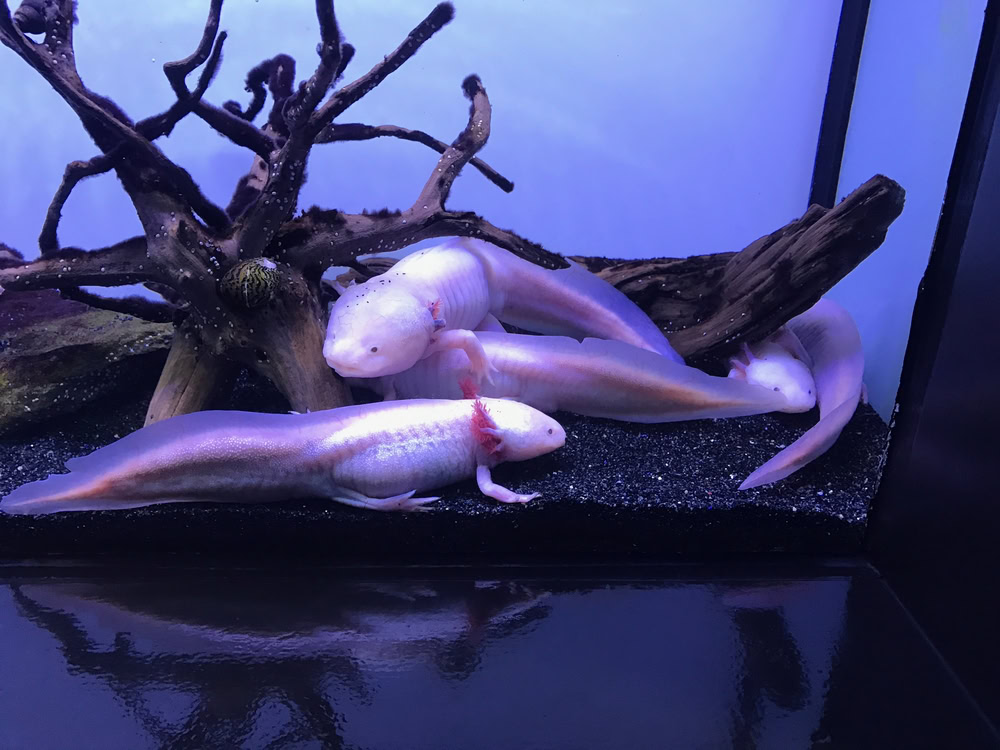 three axolotls
