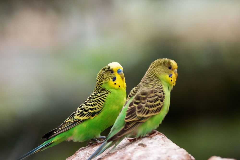 two parakeet birds