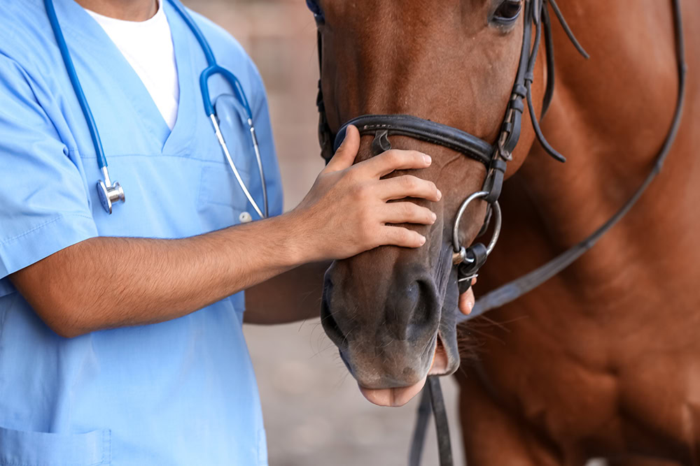 veterinarian and a horse