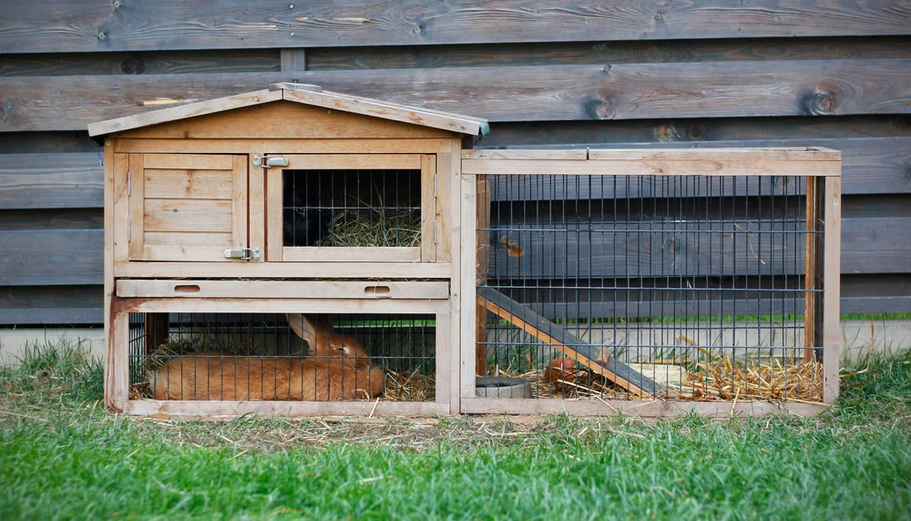 Brown rabbit lying in wooden outdoor cage hutch with hay