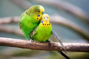 Budgerigars (Melopsittacus undulatus)