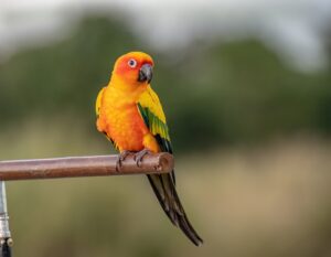 Cute bird Sun conure