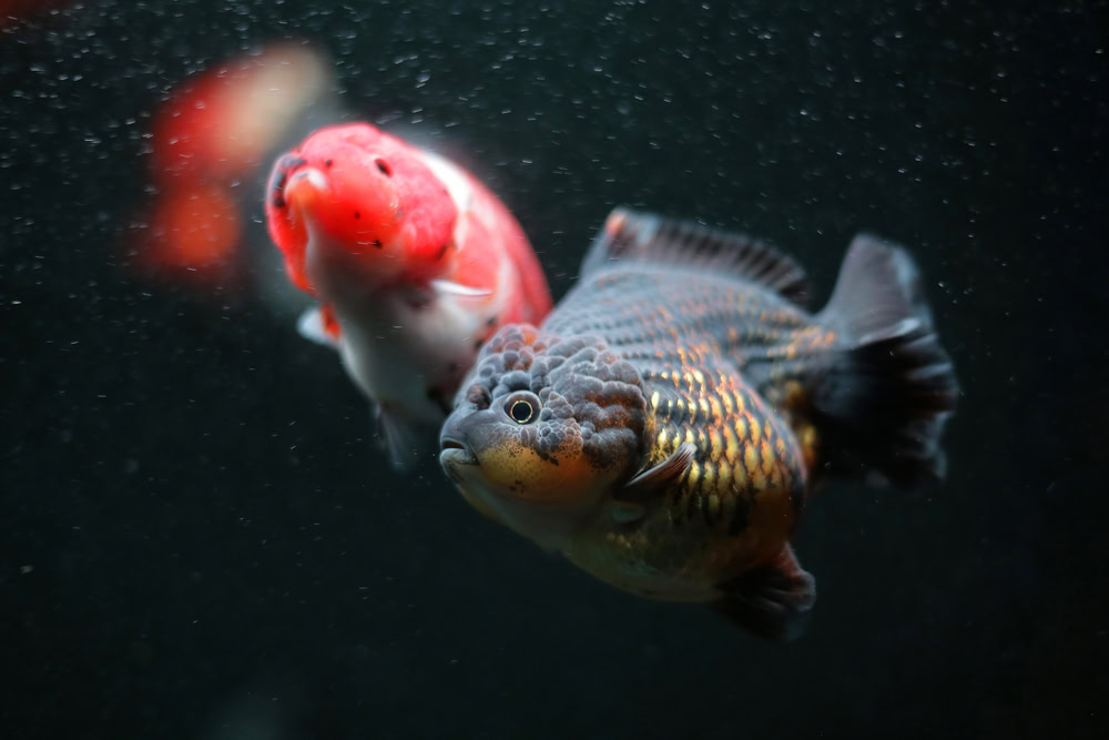 Goldfish in fresh or dark water aquarium