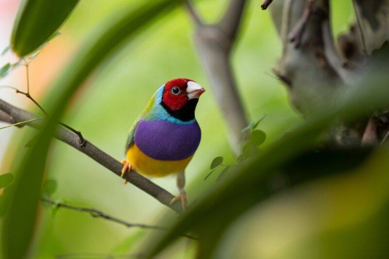 Gouldian-finch-in-trees