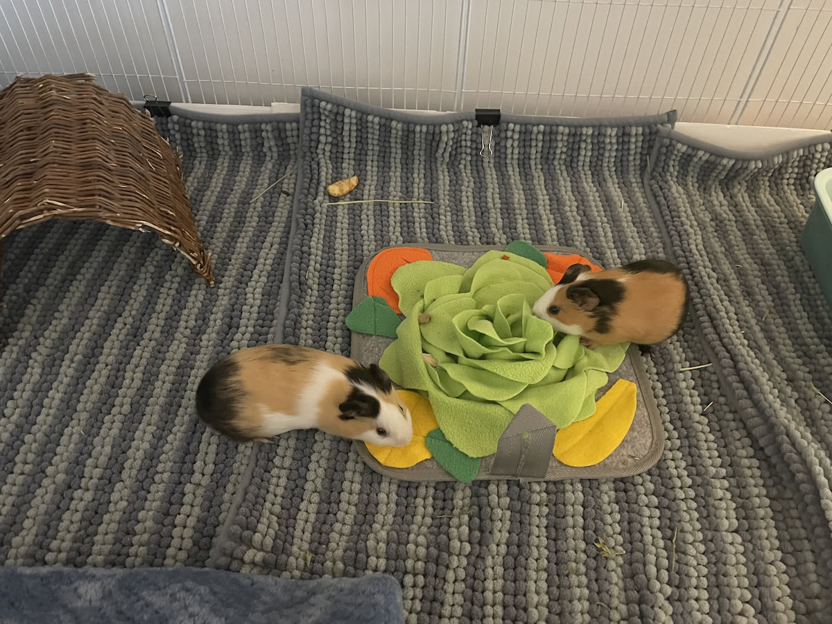 Guinea pigs enjoying some enrichment