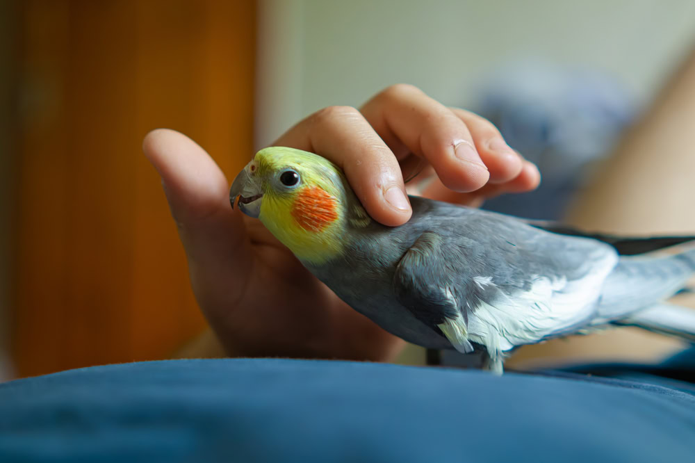Hand petting a cockatiel parrot