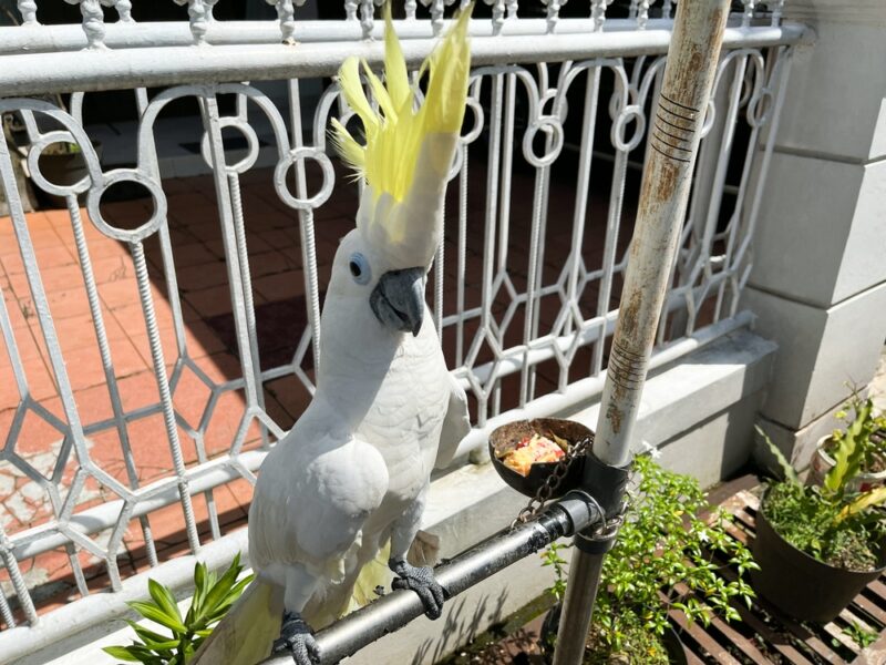 Home White cockatoo