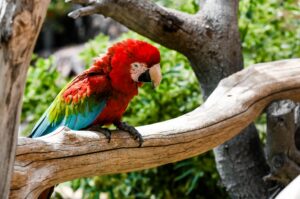 Macaw close-up in the tropical forest