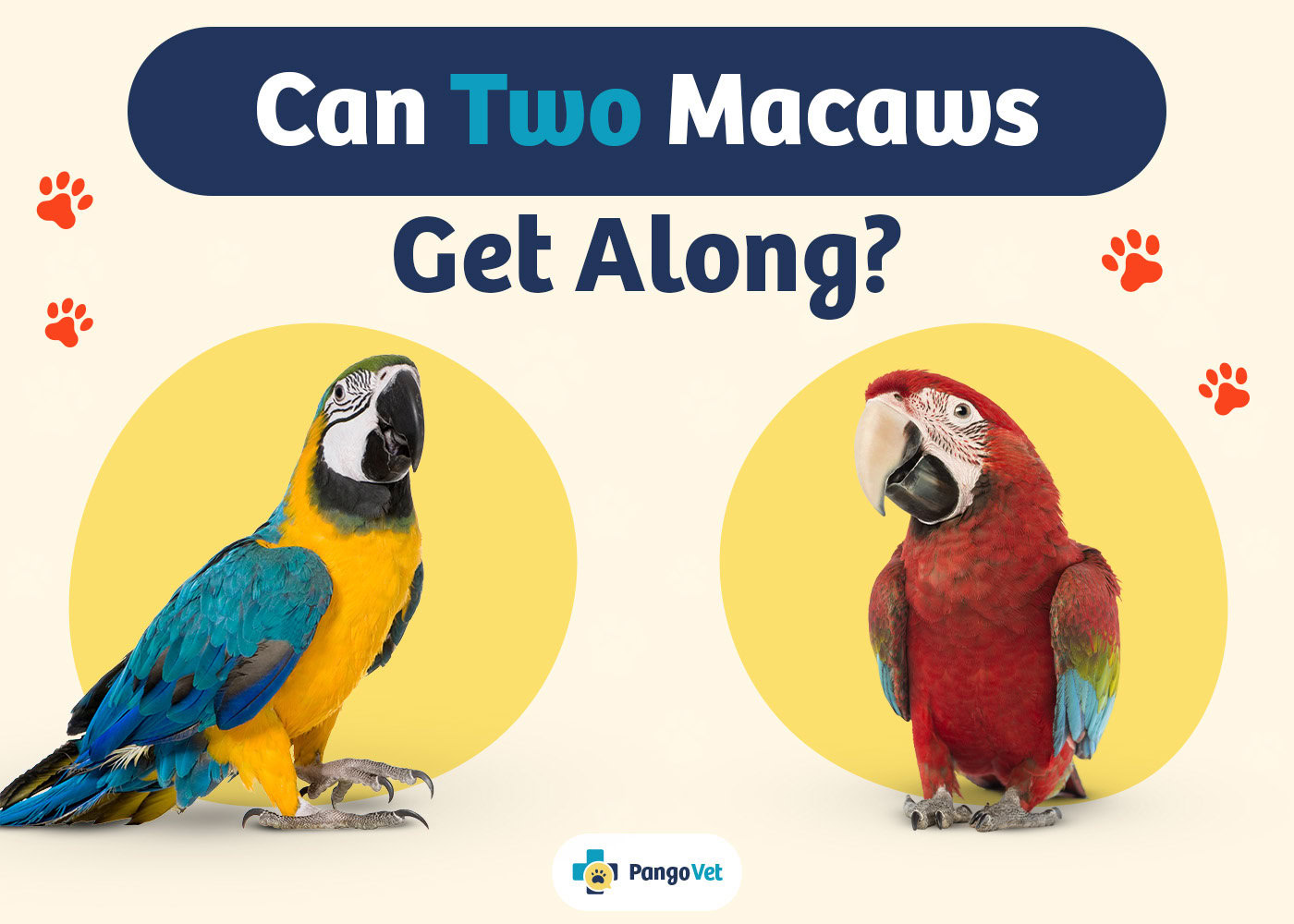 PangoVet_Can Two Macaws Get Along_v1_Aug 12 2024