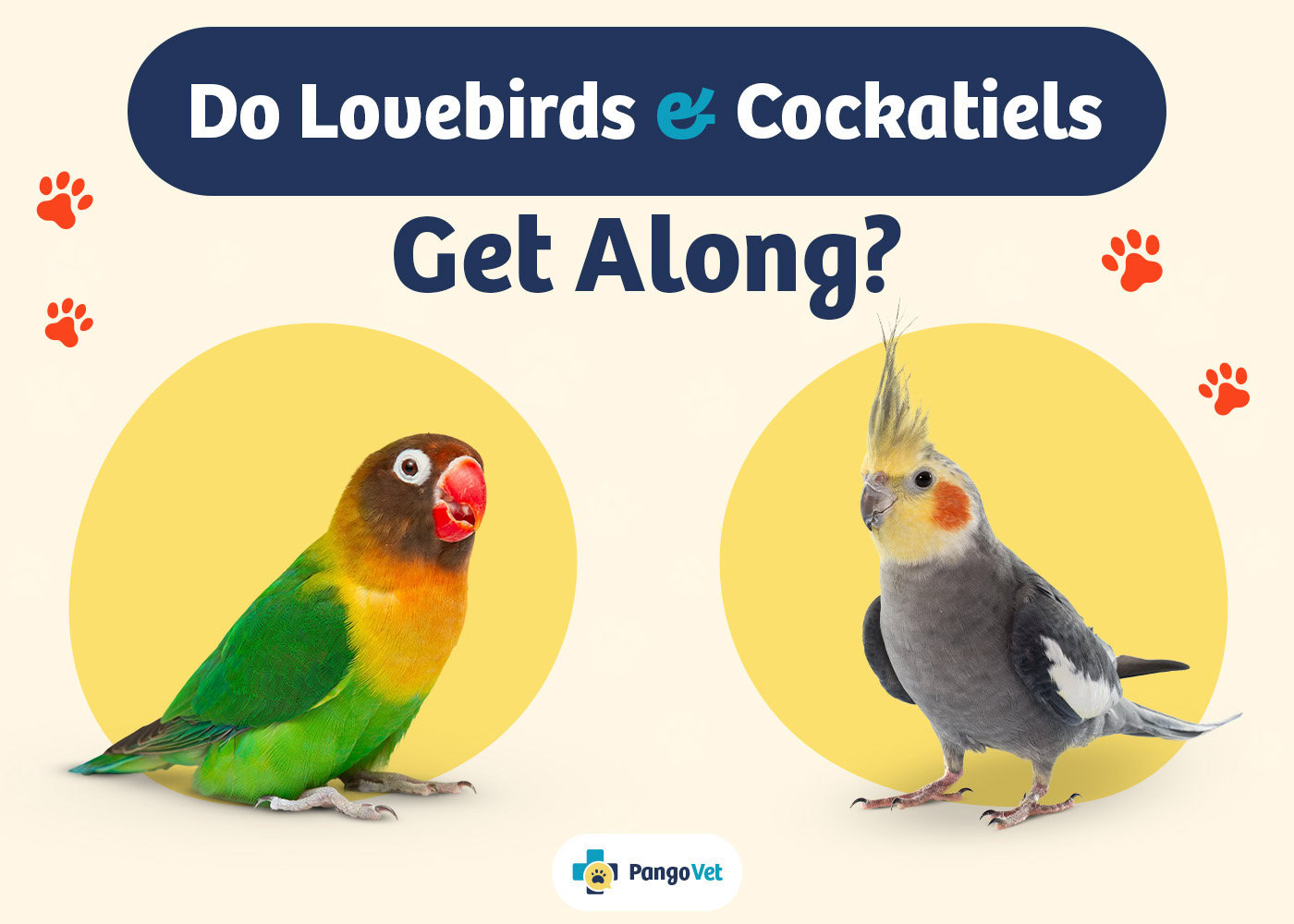 PangoVet_Lovebirds & Cockatiels Get Along_v1_Aug 9 2024