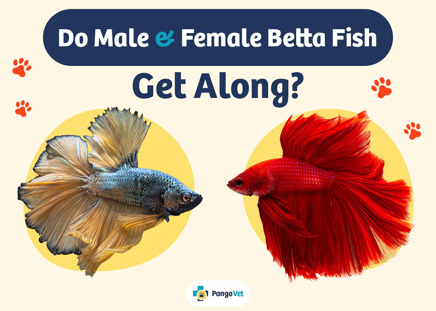PangoVet_Male & Female Betta Fish Get Along_v1_Aug 9 2024