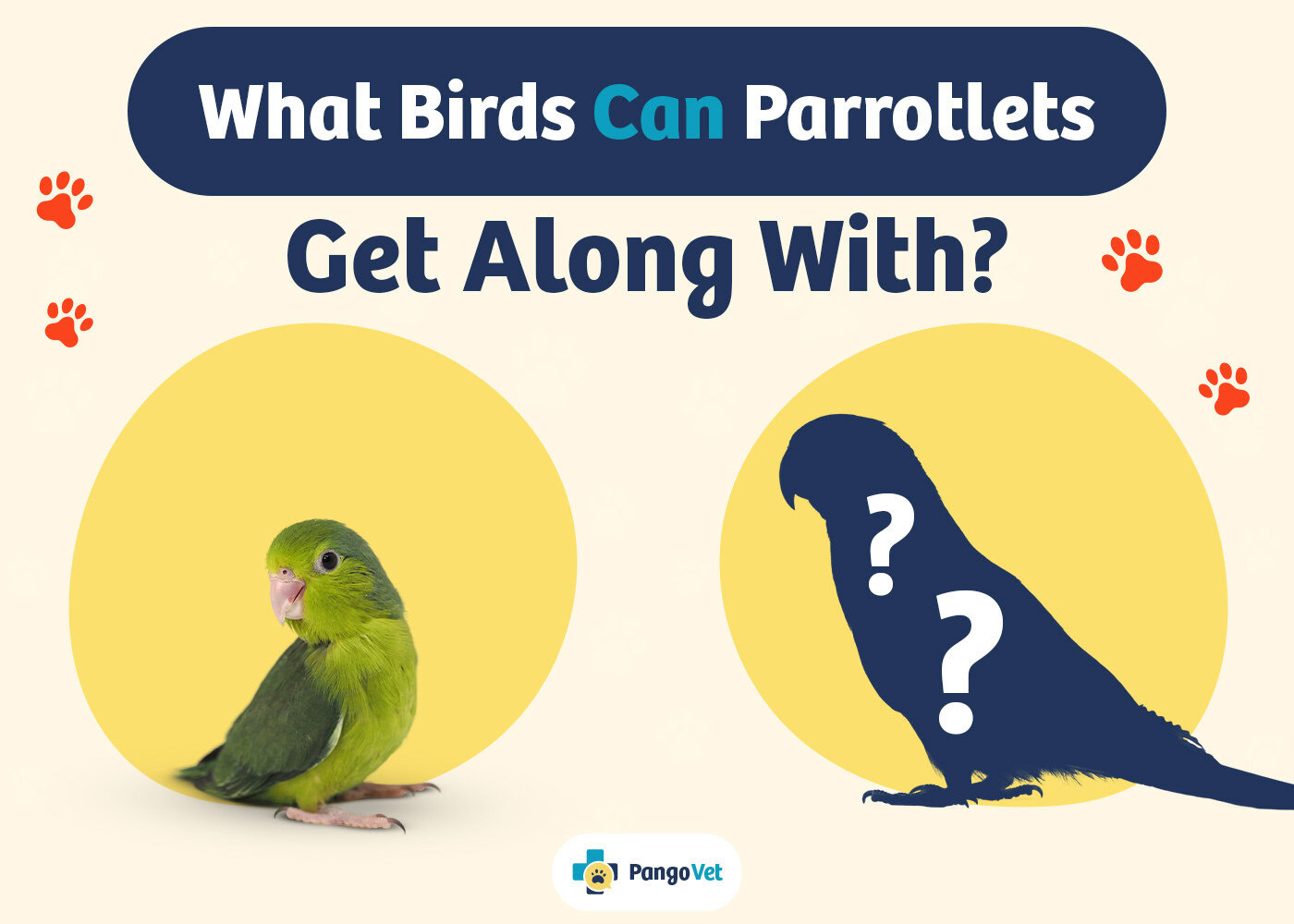 PangoVet_What Birds Can Parrotlets Get Along_v1-2_Aug 13 2024