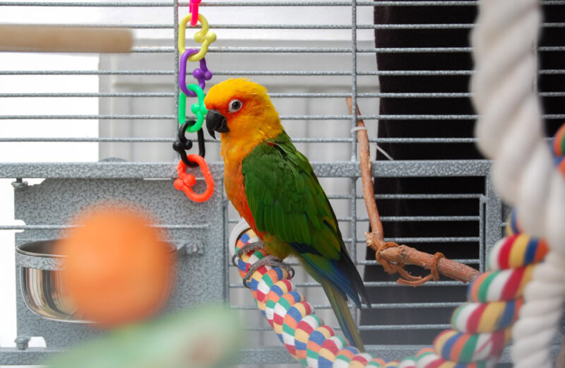 Parrot with bright orange green and blue feathers