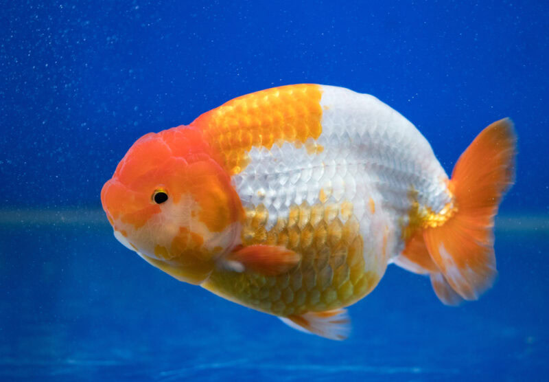 Ranchu-Fancy-Goldfish
