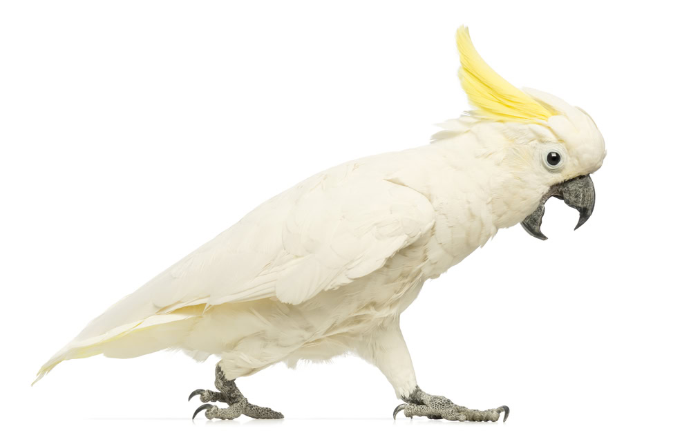 Sulphur-crested Cockatoo on white background