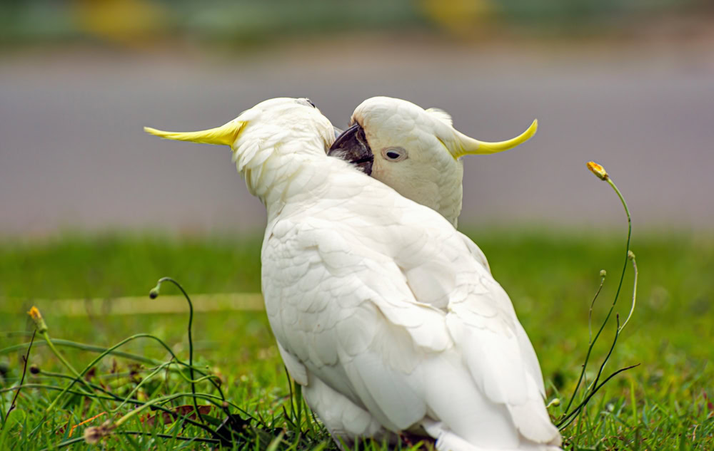 Two white cockatoos beak fencing