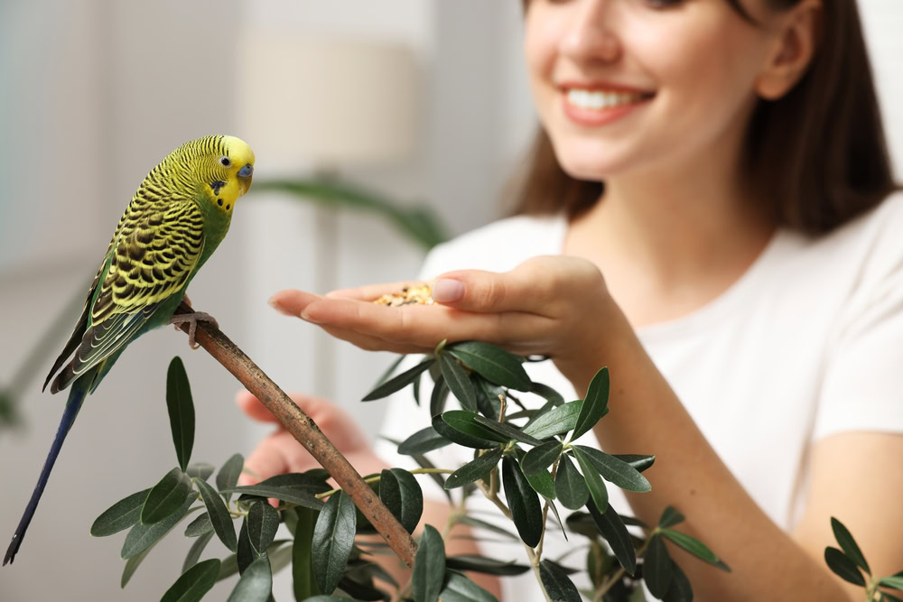 Woman offering treats to a pet bird
