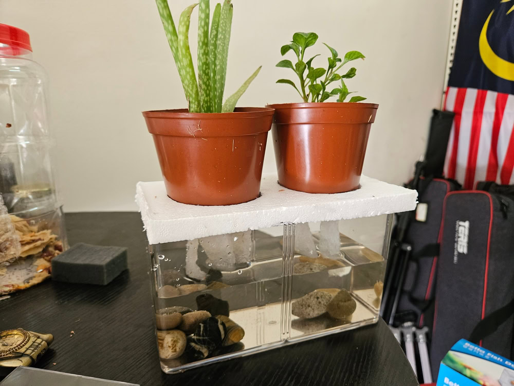 aquaponics self made for school project