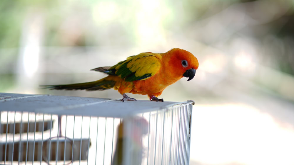 beautiful and cute sun conure parrot