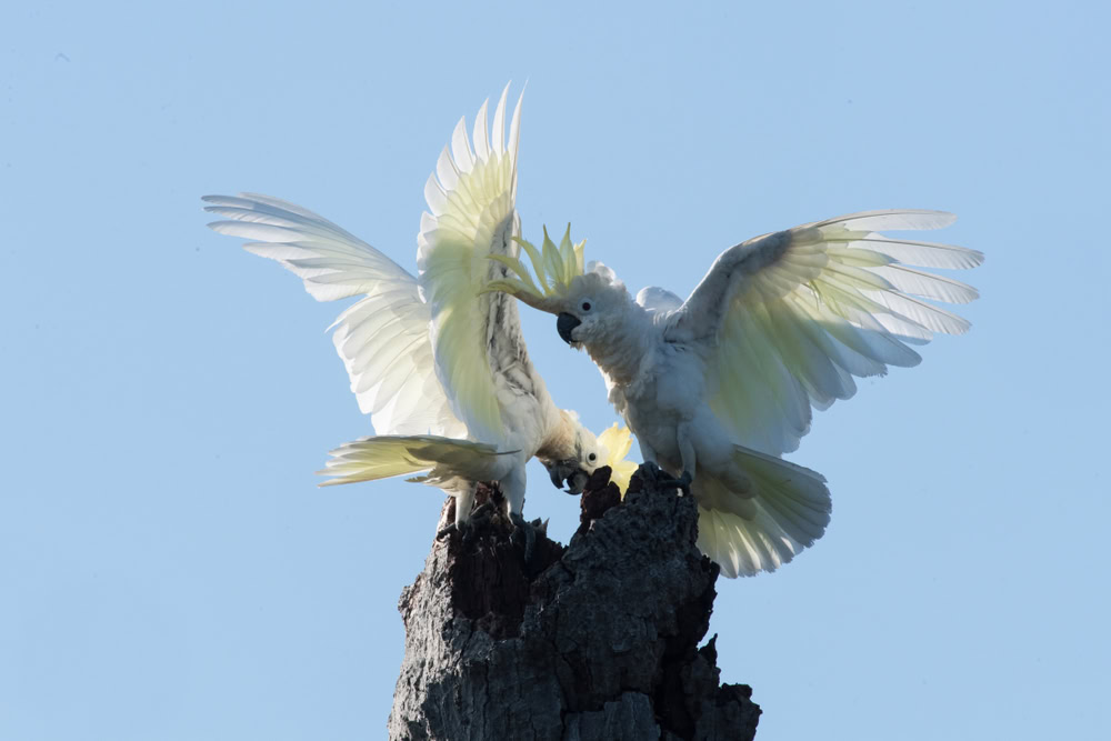 cockatoos display behavior, courtship