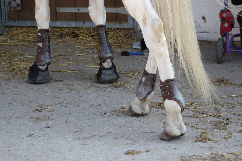 leather protections for legs and balls of horse set up with hoof bell