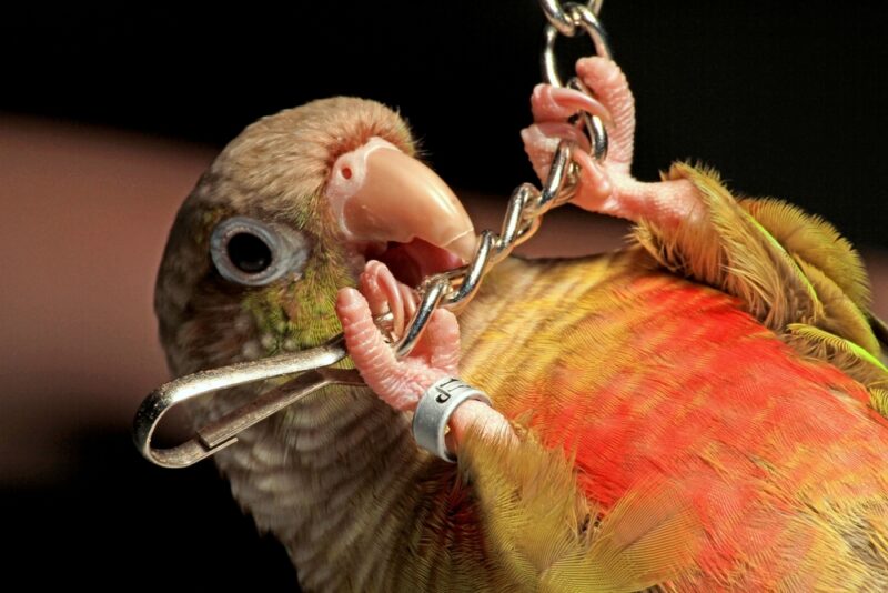 macro of a Cinnamon Green-Cheeked Conure grabbing and biting a silver chain
